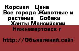 Корсики › Цена ­ 15 000 - Все города Животные и растения » Собаки   . Ханты-Мансийский,Нижневартовск г.